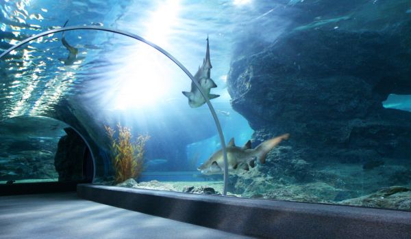 Aquariums are fascinating places